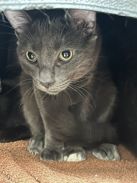 DRAGON, an adoptable Domestic Short Hair in Vaughan, ON