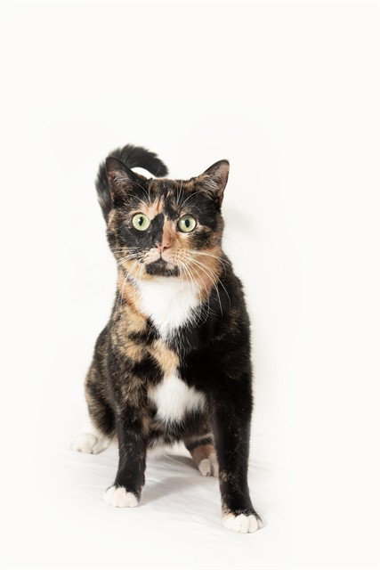 MANGO, an adoptable Domestic Short Hair in Vaughan, ON