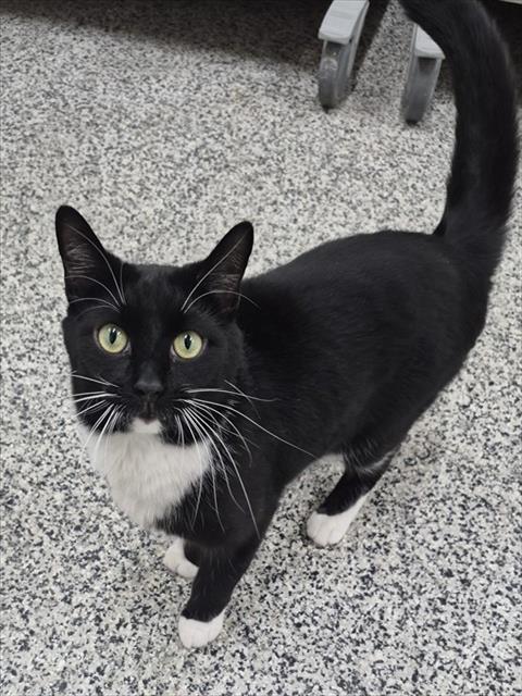 JASPER, an adoptable Domestic Short Hair in Vaughan, ON