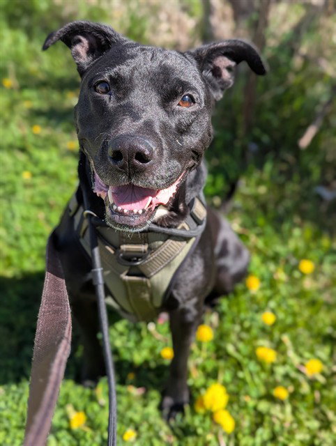 CLYDE, an adoptable Labrador Retriever in Vaughan, ON