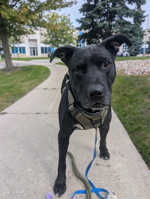 CLYDE, a dog for adoption from Vaughan Animal Services