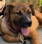 TIMMY, an adoptable Great Dane in Vaughan, ON