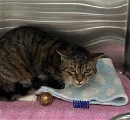 SIERRA, an adoptable Domestic Short Hair in Vaughan, ON