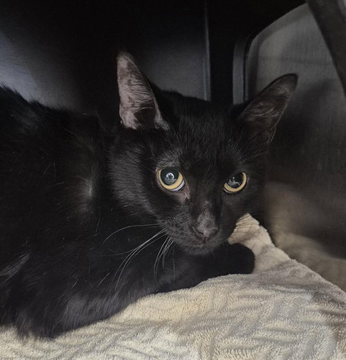 PINEAPPLE, an adoptable Domestic Short Hair in Vaughan, ON