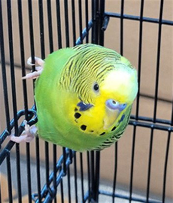LEO