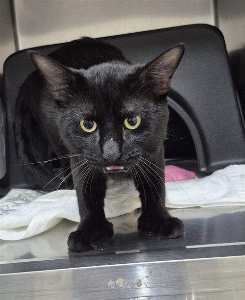 MINX, an adoptable Domestic Short Hair in Vaughan, ON