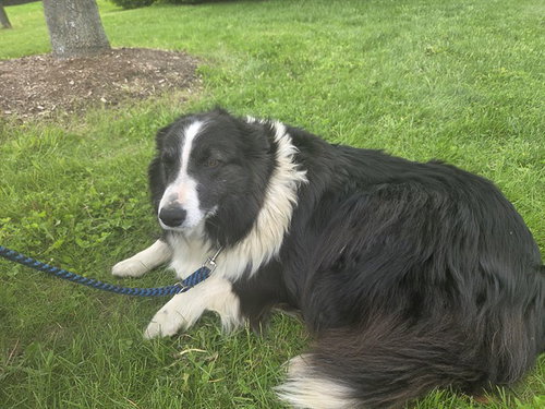 BETTIE, an adoptable Border Collie in Vaughan, ON