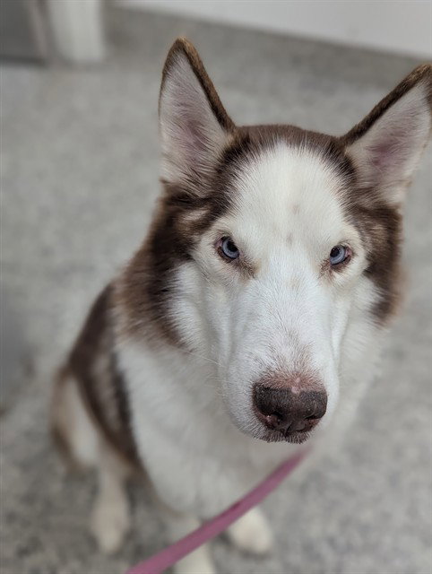 RAYO, an adoptable Siberian Husky in Vaughan, ON