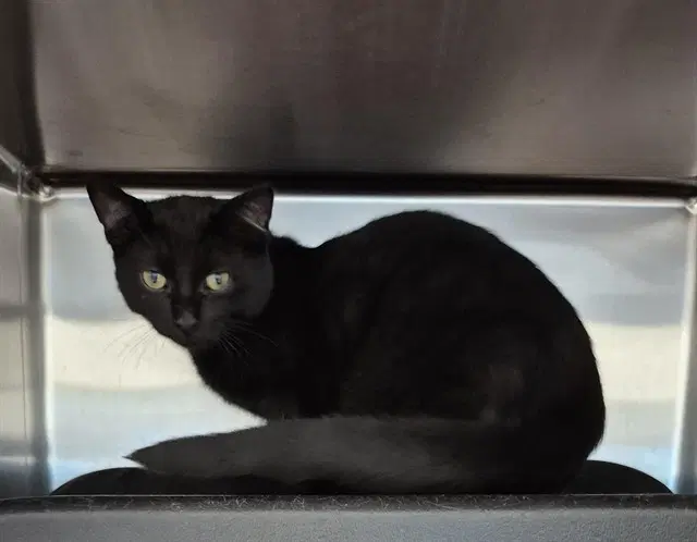 Bixby - Domestic Short Hair