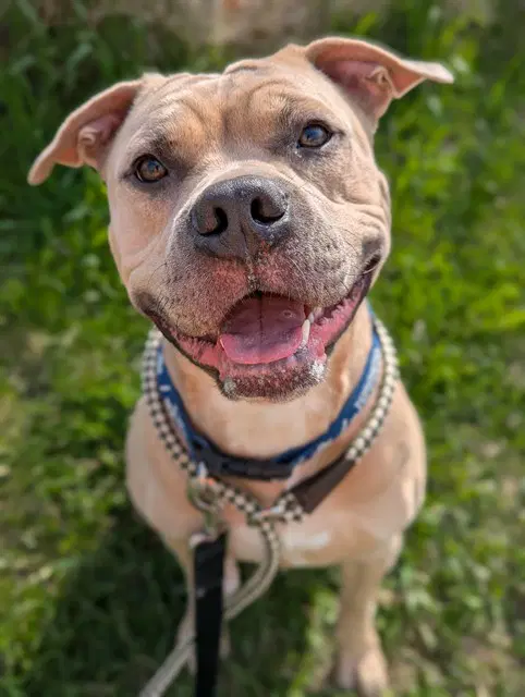 Buttons - American Bulldog