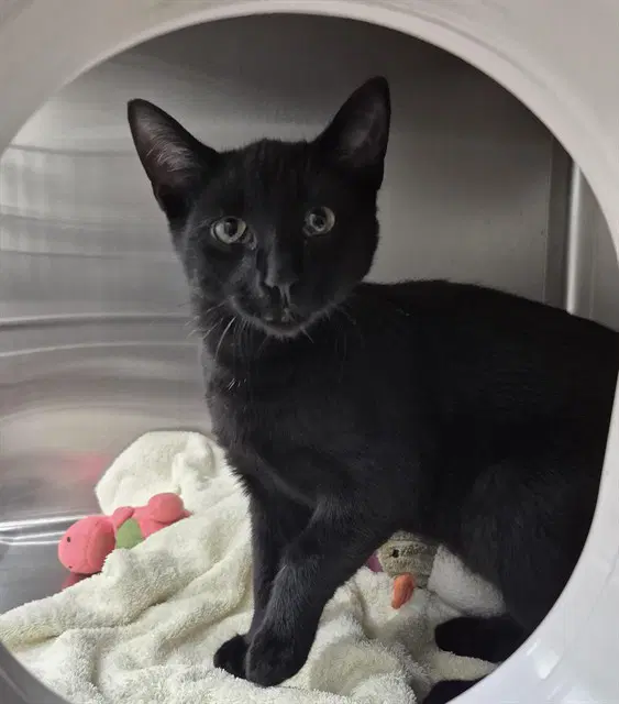 Loon - Domestic Short Hair