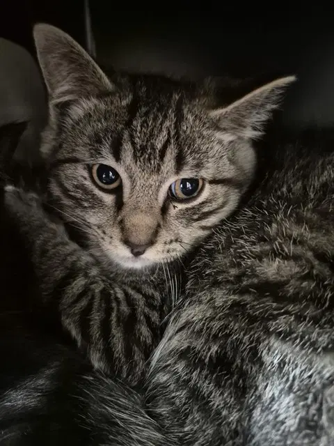 Camper - Domestic Short Hair