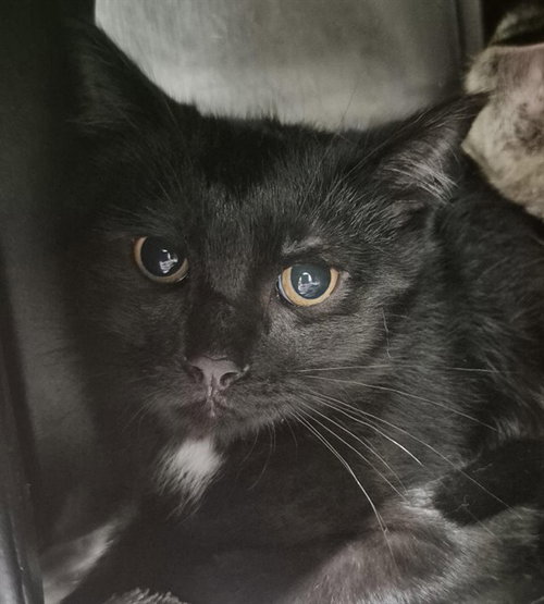 SCOUT, a cat for adoption from Vaughan Animal Services