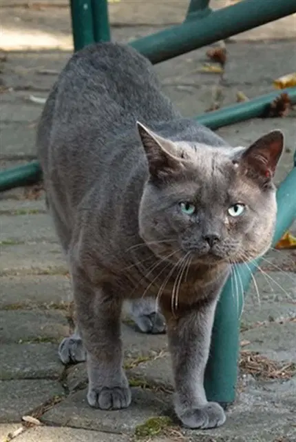 Hugo - Domestic Short Hair