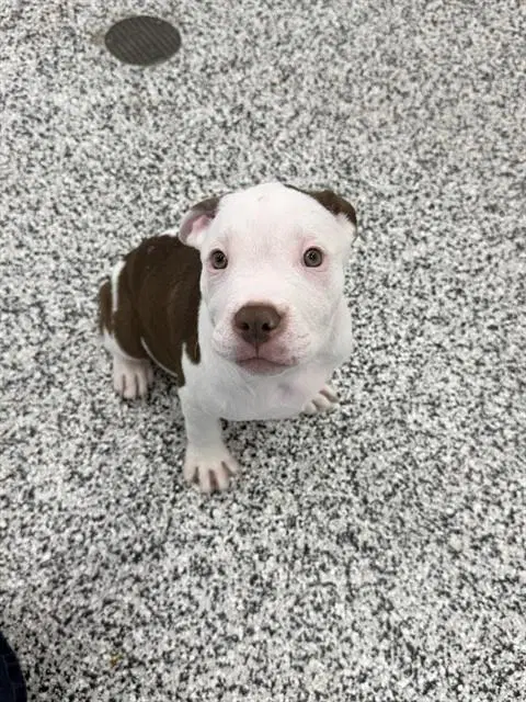 Charming - American Bulldog