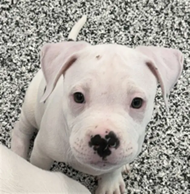 Hubert - American Bulldog