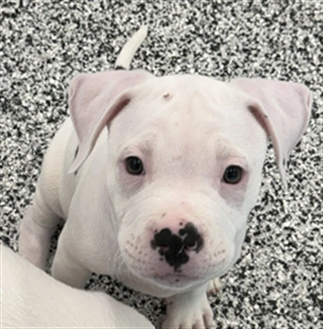 Hubert