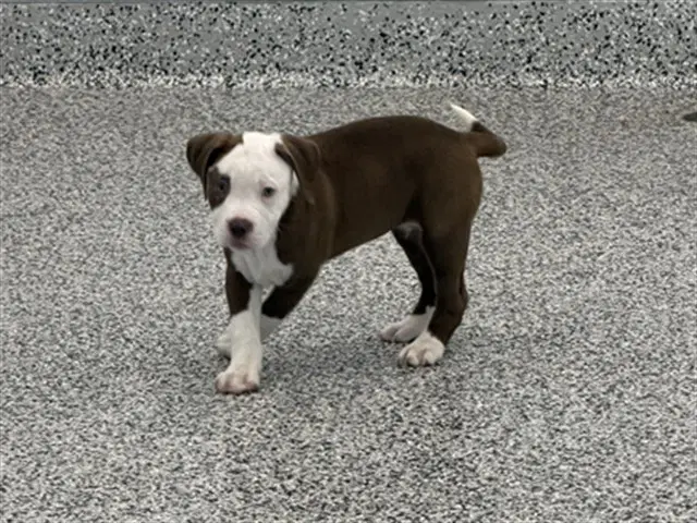 Tiana - American Bulldog