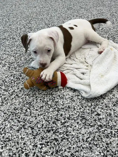 Cinderella - American Bulldog