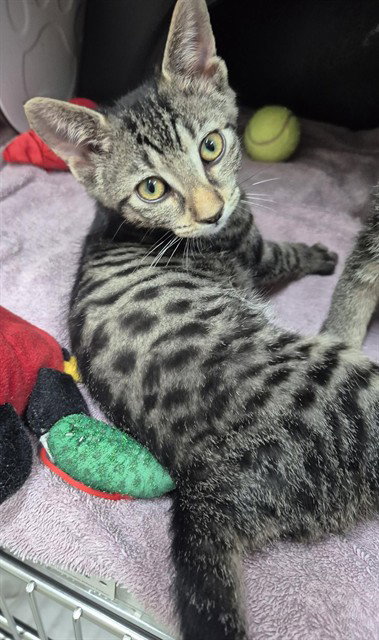 Carly, Domestic Short Hair