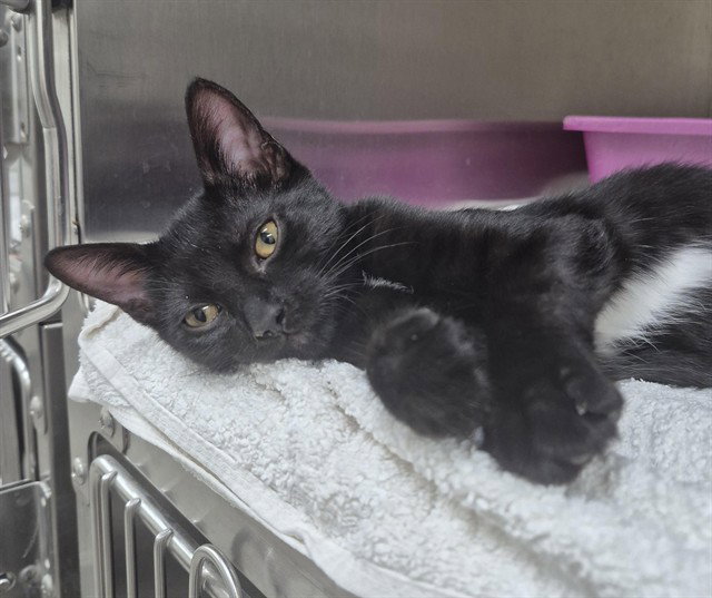 Soot, Domestic Short Hair