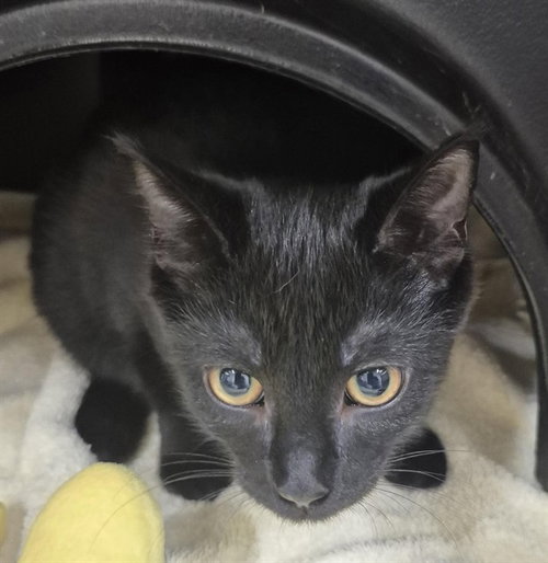ALEX, a cat for adoption from Vaughan Animal Services