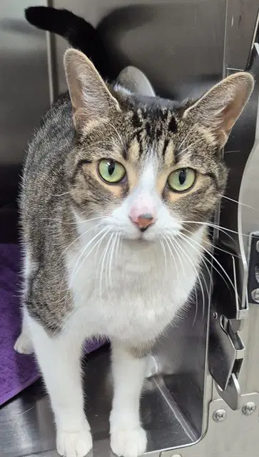 Sticky - Domestic Short Hair