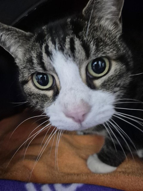 Buddy, Domestic Short Hair