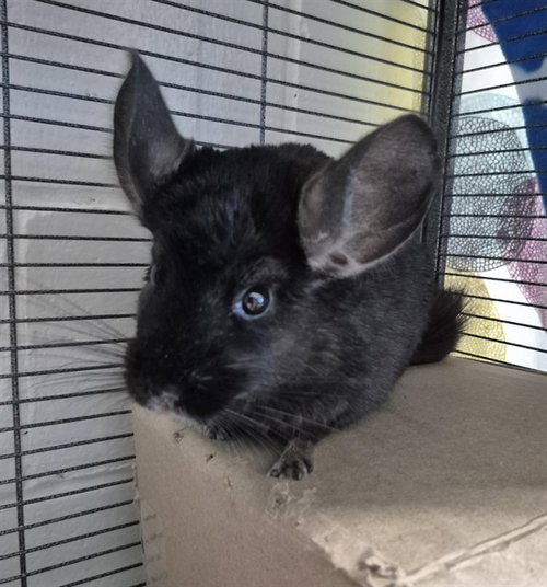 PATRICIA, a chinchilla for adoption from Vaughan Animal Services