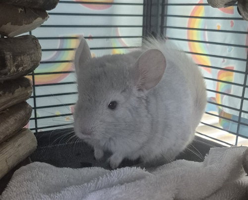 MARI, a chinchilla for adoption from Vaughan Animal Services