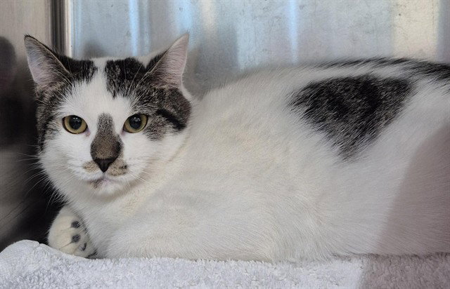 Tiara, Domestic Short Hair