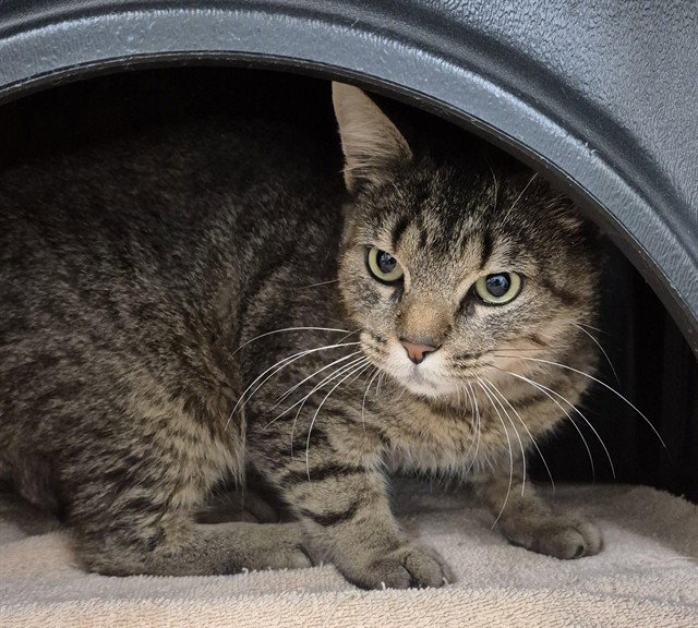 Gnocci, Domestic Short Hair