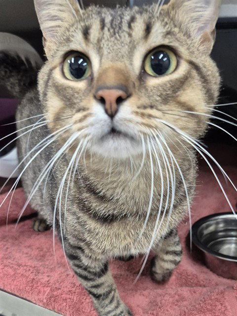 Throne, Domestic Short Hair