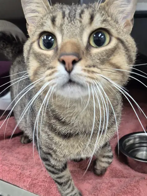 Throne - Domestic Short Hair