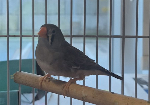 BASE, a finch for adoption from Vaughan Animal Services