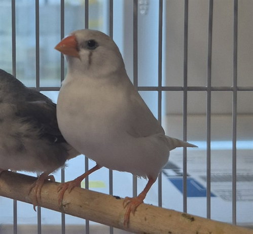 WILLOW, a finch for adoption from Vaughan Animal Services