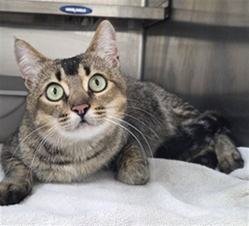 VESPER, a cat for adoption from Vaughan Animal Services