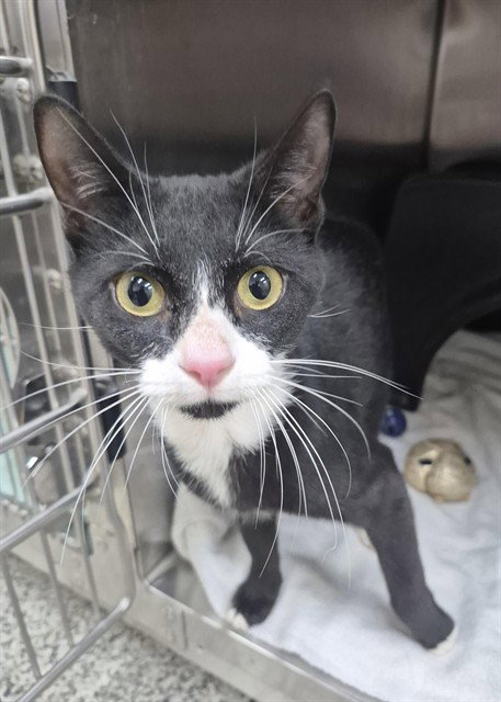 JILLIAN, a cat for adoption from Vaughan Animal Services