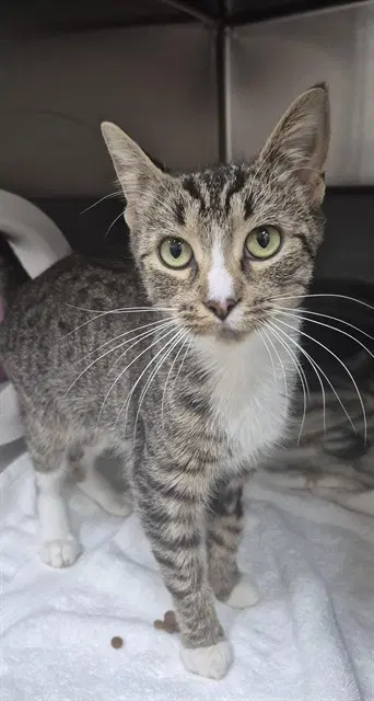 Moon - Domestic Short Hair