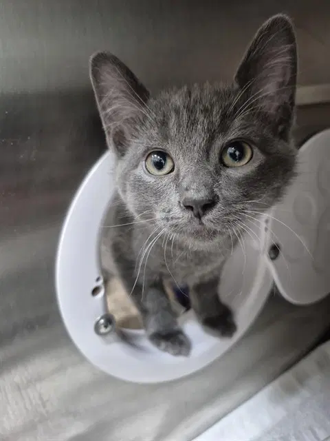 Pickle - Domestic Short Hair