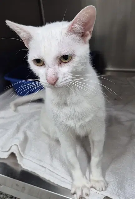 Cashew - Domestic Short Hair
