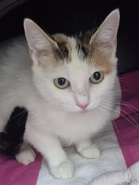 Pika - Domestic Short Hair