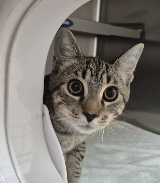 Harry - Domestic Short Hair