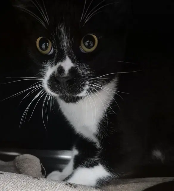 Houdini - Domestic Short Hair
