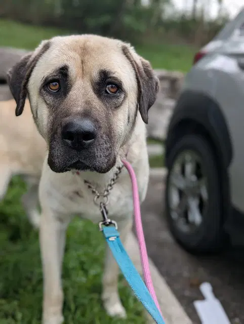 Hansel - Anatolian Shepherd