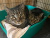 LOLA - Cute Little Tabby