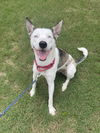 adoptable Dog in Atlanta, GA named Kacy - DOG AND KID FRIENDLY!