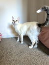 Miss Mochi - Siamese, ALL personality!