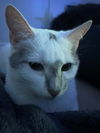 Miss Mochi - Siamese, ALL personality!
