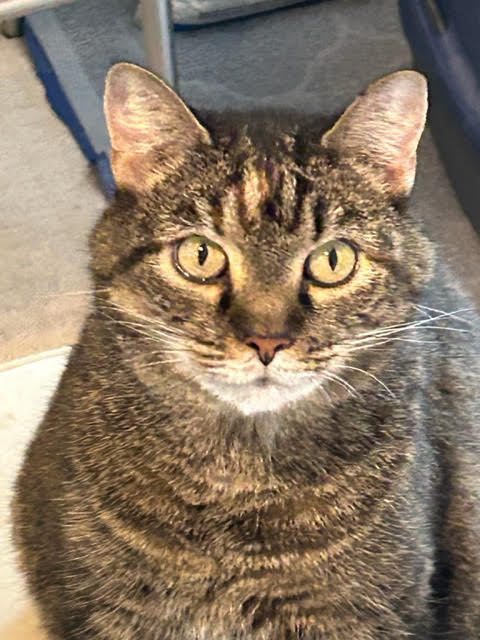 SOPHIE - Bold Big Beautiful/Fun/Companion!